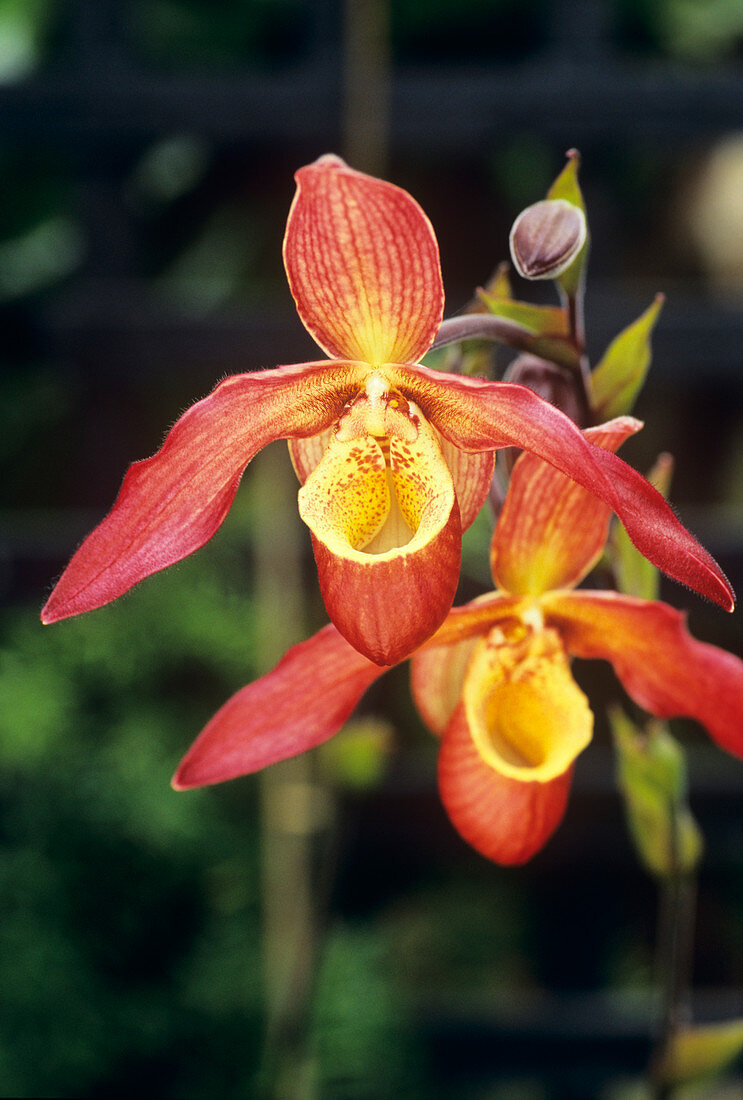 Phragmipedium 'Bel Royal' orchid