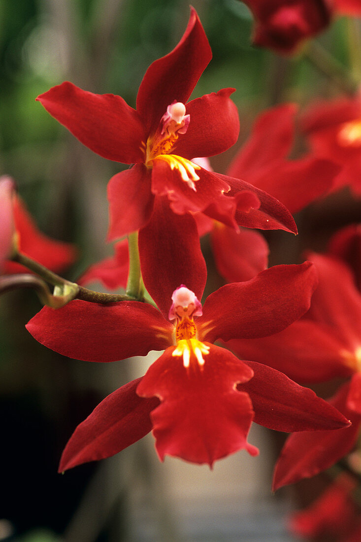 Burrageara 'Living Fire' orchids