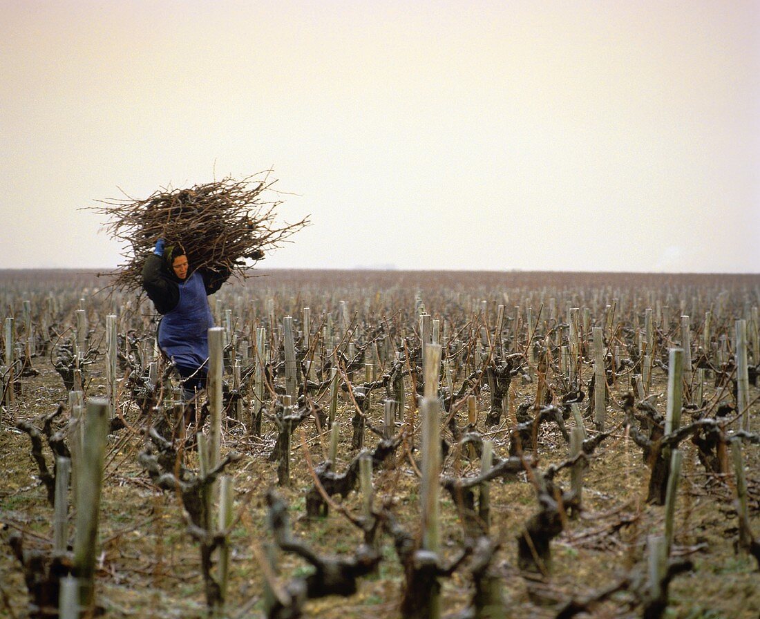 Sammeln der Äste nach Januar-Rebschnitt im Weinberg, Bordeaux