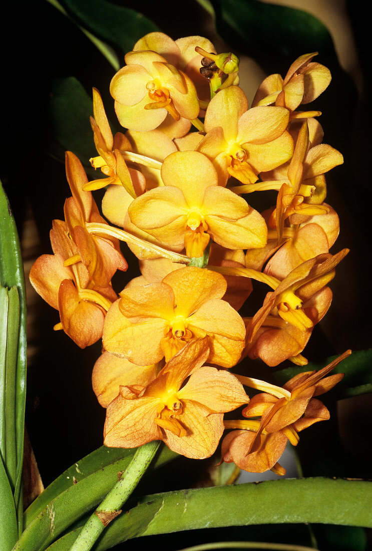 Orchid flowers (Vanda sp.)