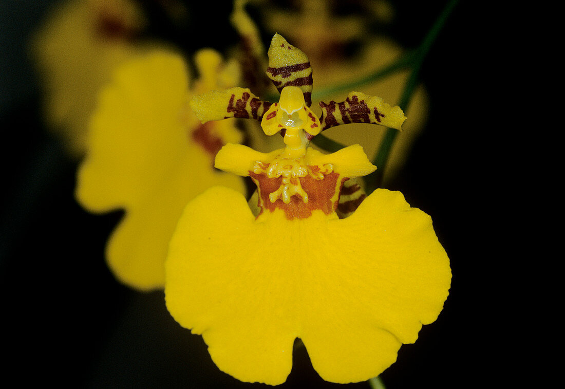 Dendrobium 'Dancing Lady' orchid