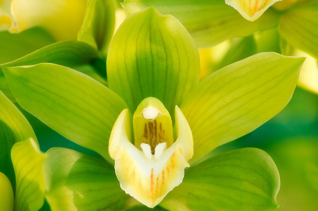 Cymbidium orchid (Cymbidium sp.)