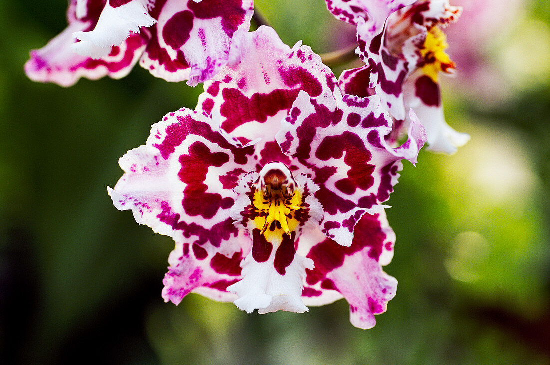 Orchid (Odontioda stirmar)