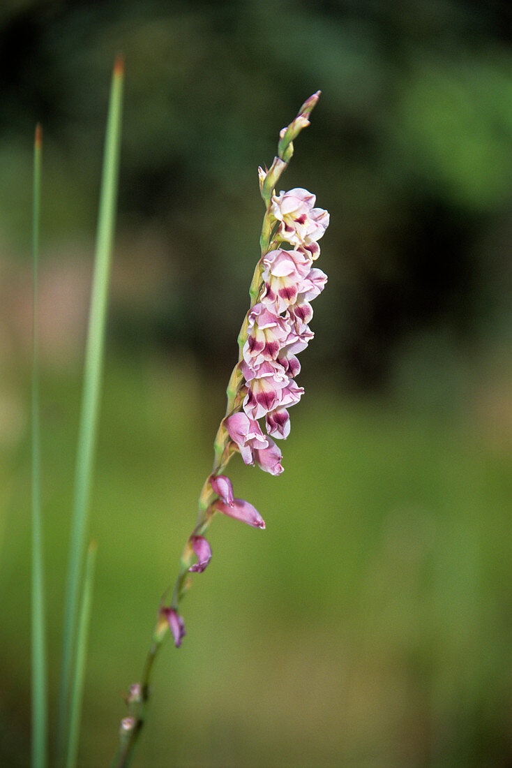 Grass orchid