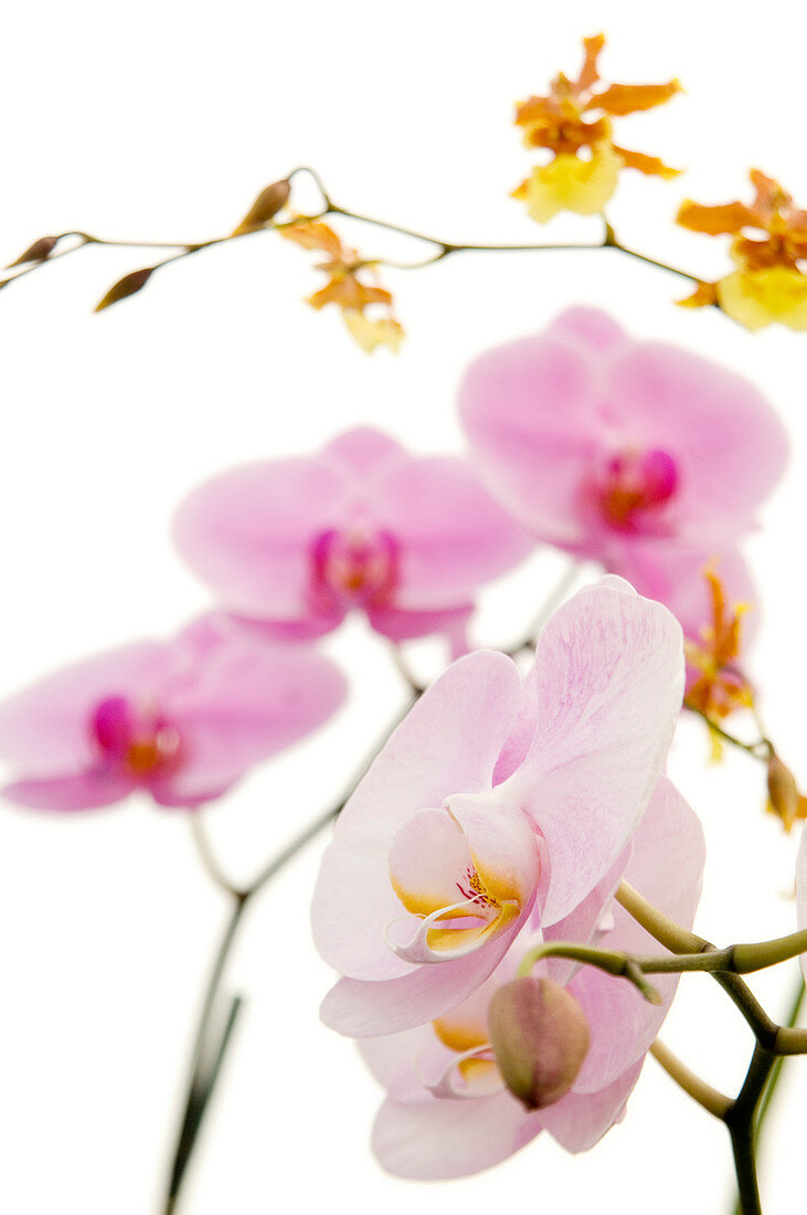 Orchid (Phalaenopsis 'Rose Miva')