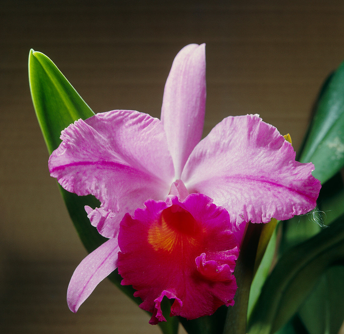 Orchid (Laeliocattleya 'Knightsbridge')