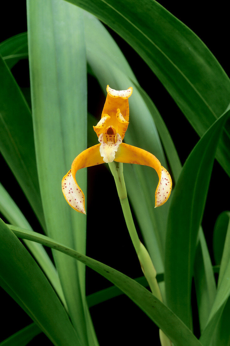 Orange orchid,Maxillaria picta