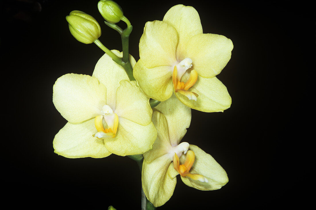 Orchid (Orchis phalaenopsis)