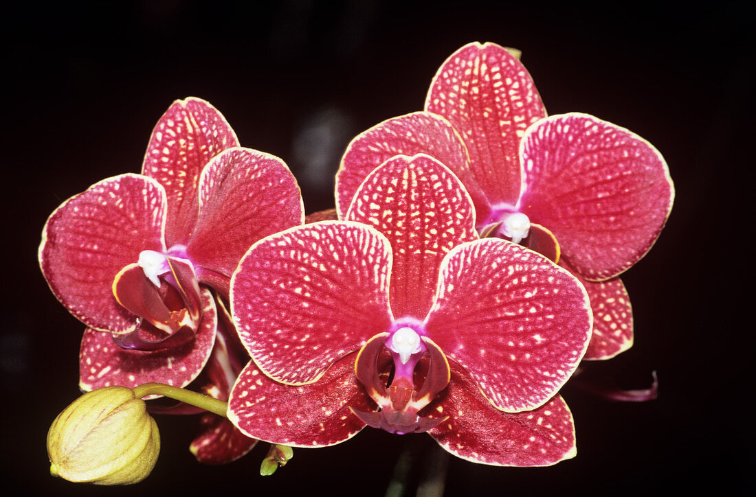 Orchid (Orchis phalaenopsis)