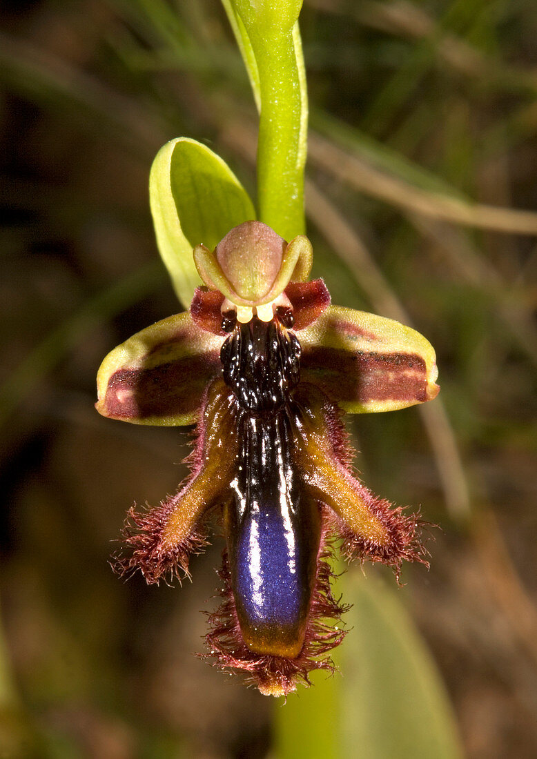 King Ferdinand's orchid flower