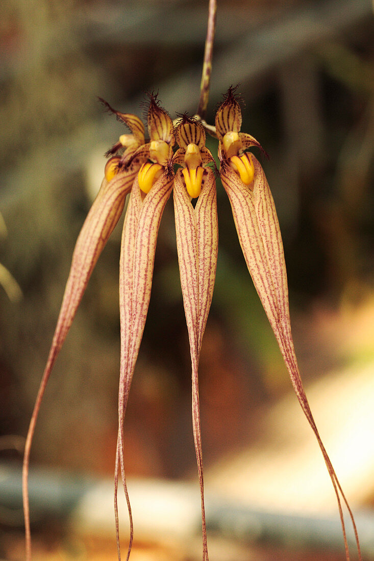 Orchid (Bulbophyllum sp.)