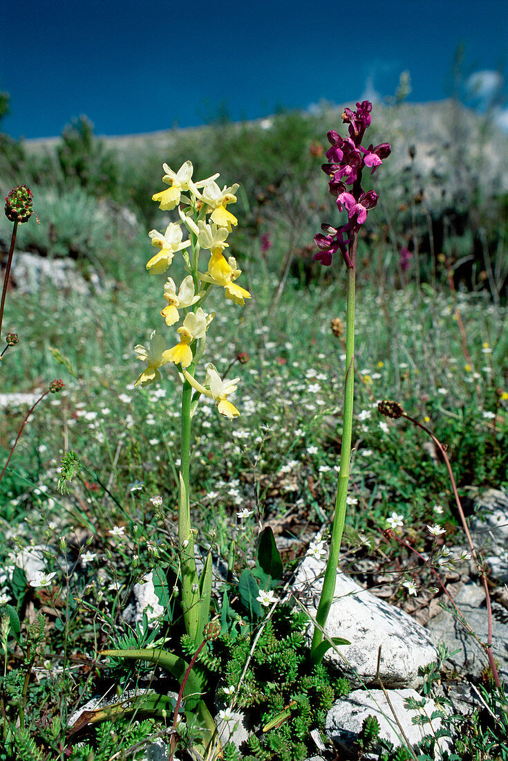 Orchids