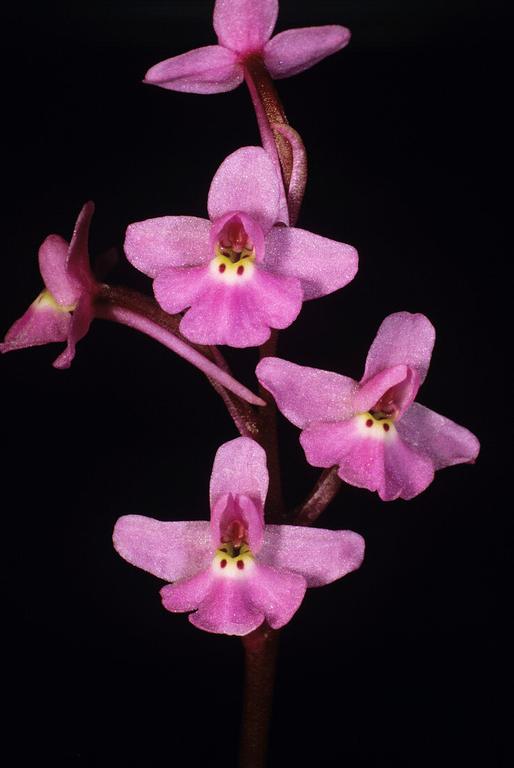 Four-spot orchid flowers