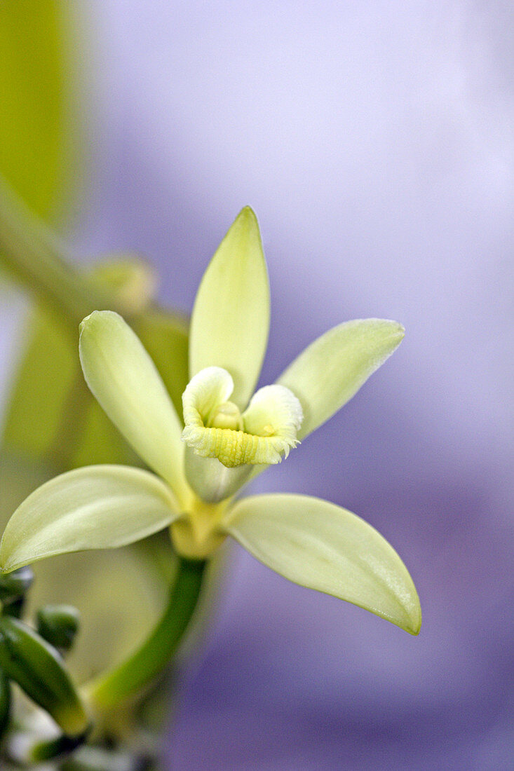Vanilla (Vanilla planifolia)