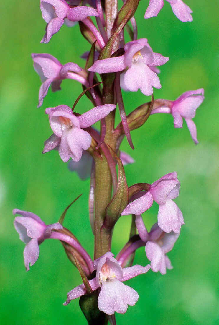 Fragrant orchid (Gymnadenia conopsea)