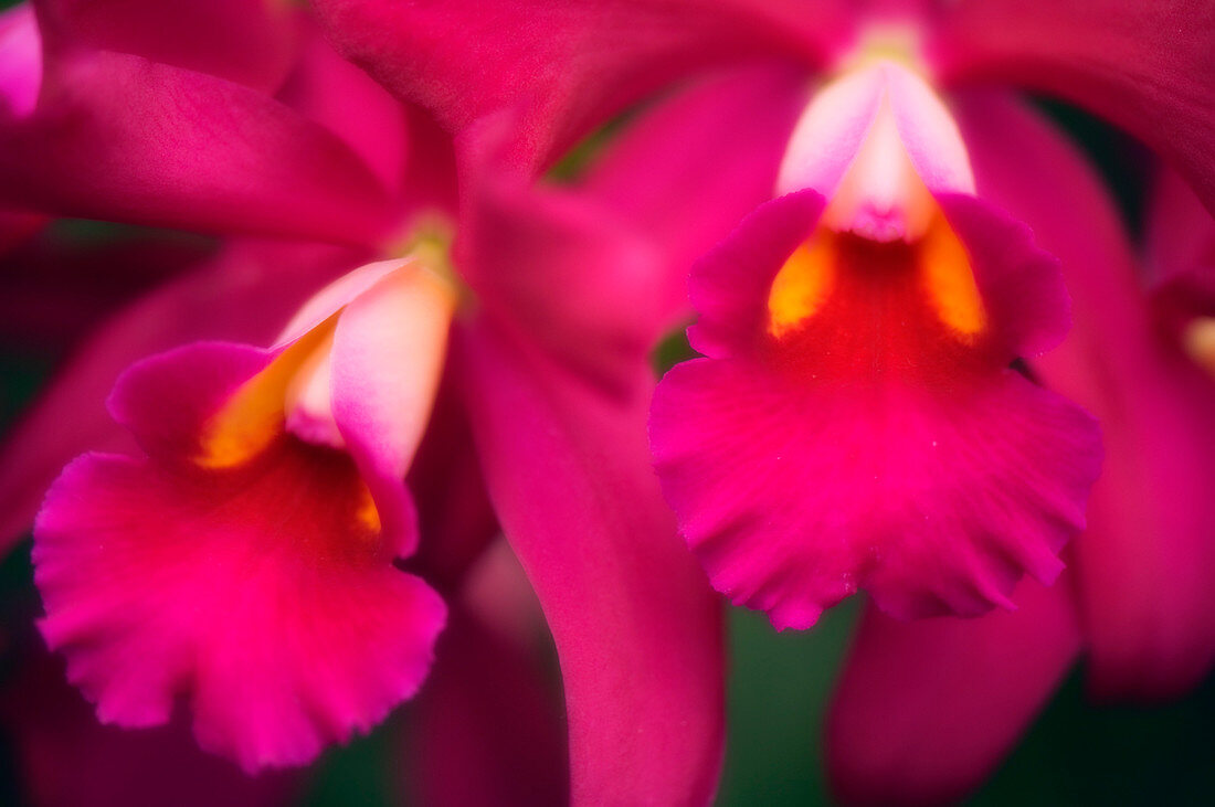 Orchid,Slc. Natalie Canipelli 'Moonshot'