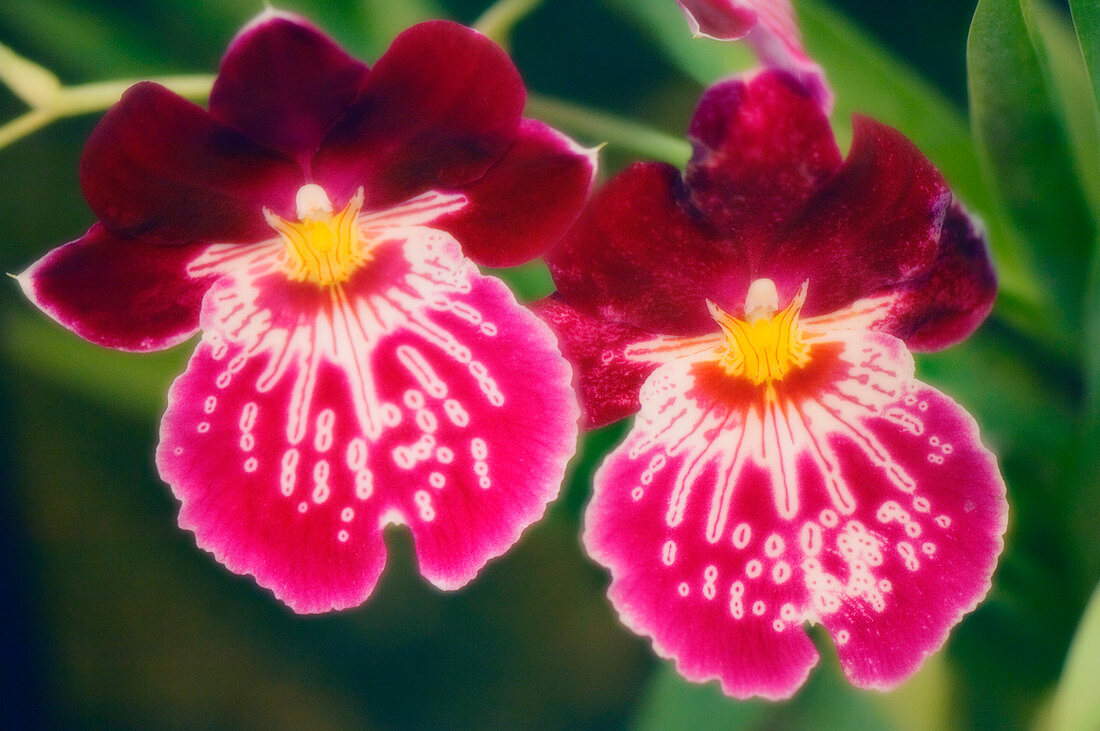 Miltonia orchids (Miltonia hybrid)