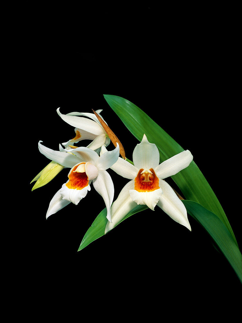 Coelogyne 'Mem. William Micholwitz'