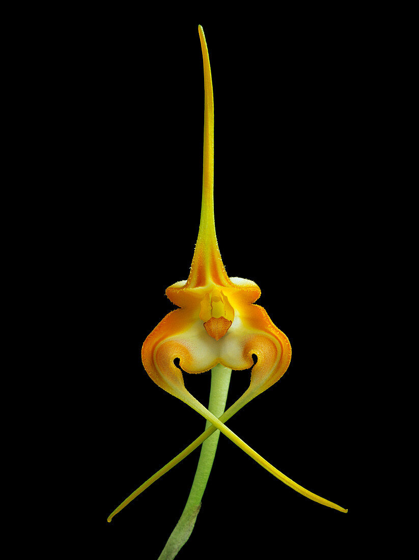 Masdevallia norops