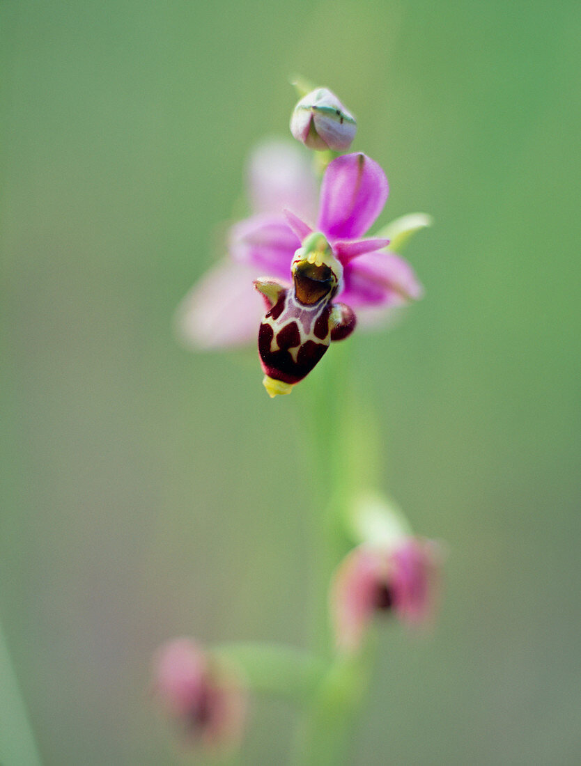 Woodcock orchid (Ophrys scolopax)