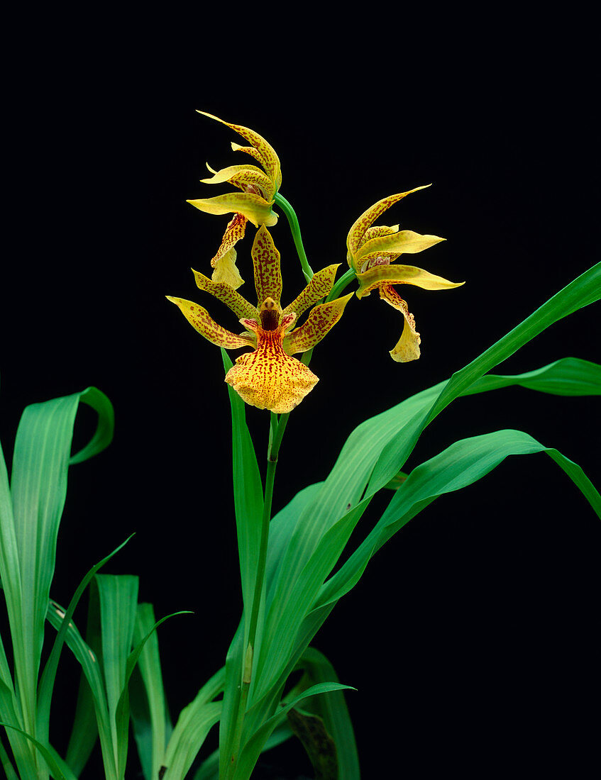 Orchid flowers