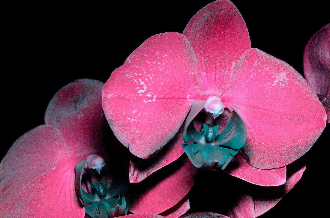 Moth orchid in UV light