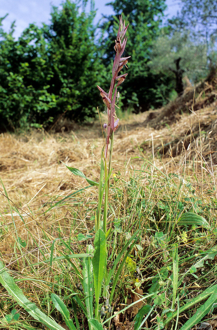 Tongue orchid (Serapias vomeracea)