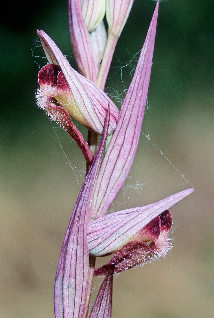 Tongue orchid (Serapias vomeracea)