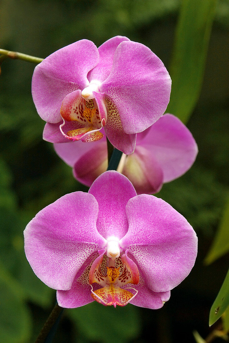 Phalaenopsis 'Monitgo'