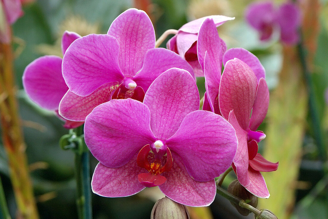 Phalaenopsis 'Rossini'