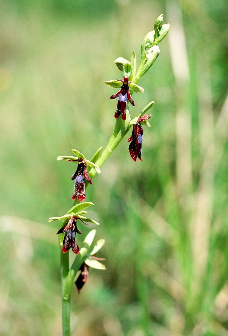 Fly orchid,Ophrys insectifera
