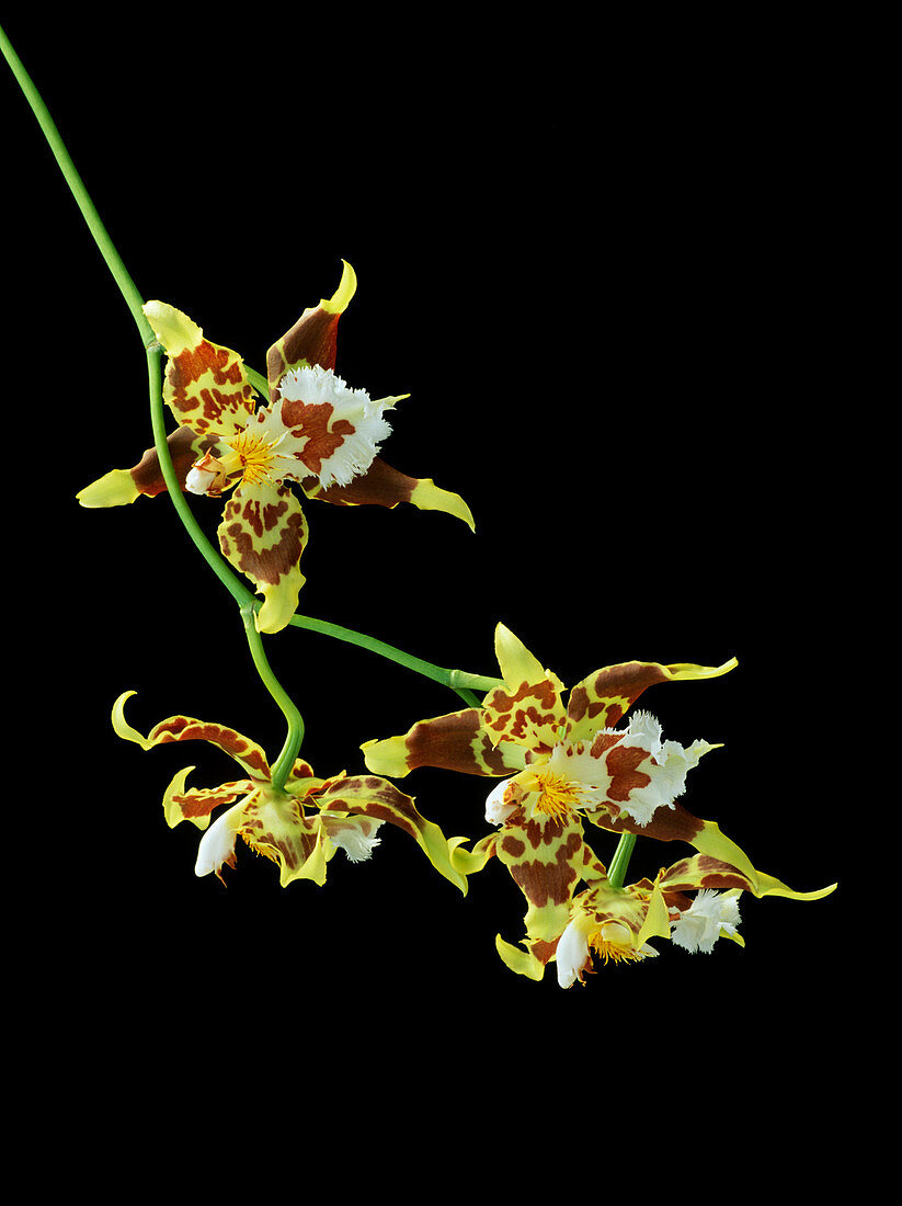 Orchid,Odontoglossum hallii