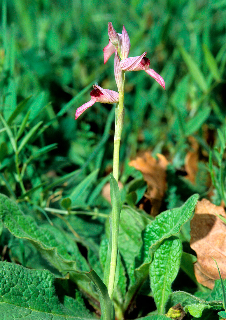 Tongue orchid (Serapias lingua)