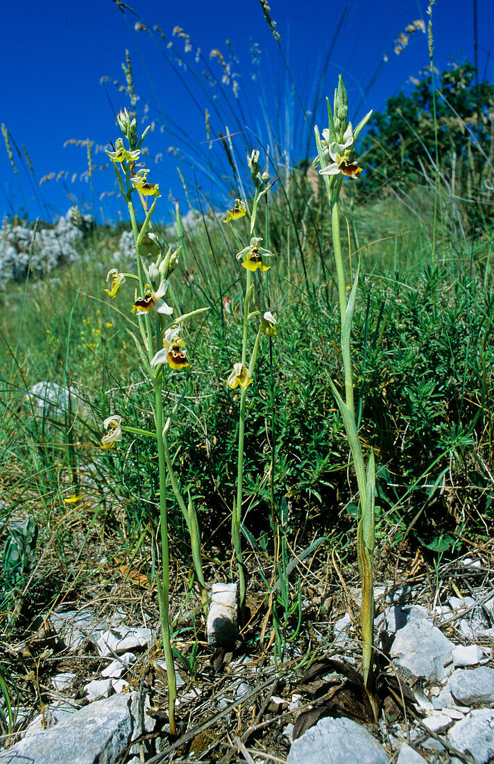 Lacaita's ophrys (Ophrys lacaitae)