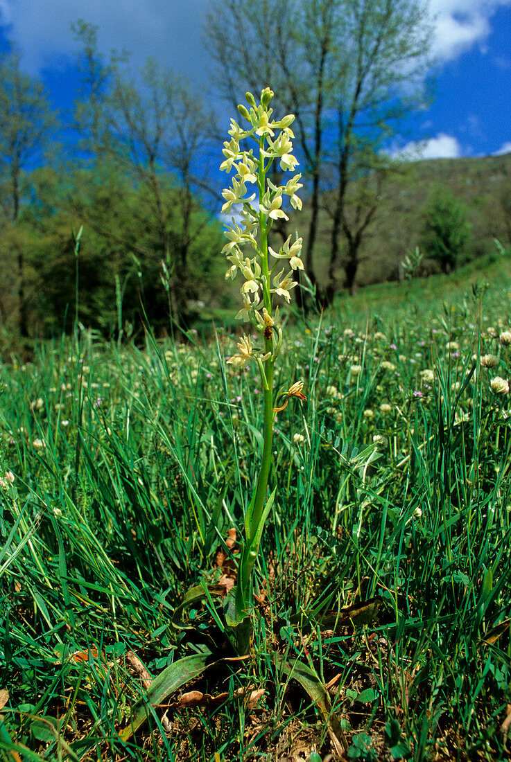 Orchis provincialis