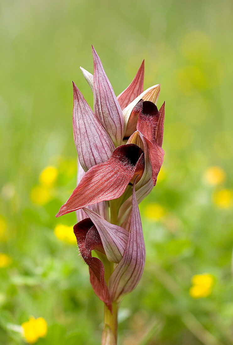 Tongue orchid (Serapias orientalis)