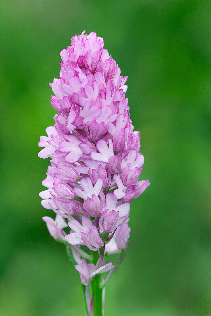 Pyramidal orchid (Anacamptis pyramidalis)