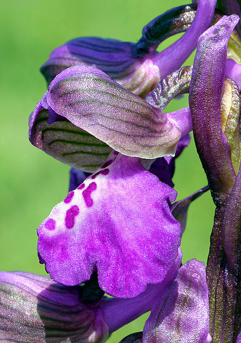 Green-winged orchid (Anacamptis morio)