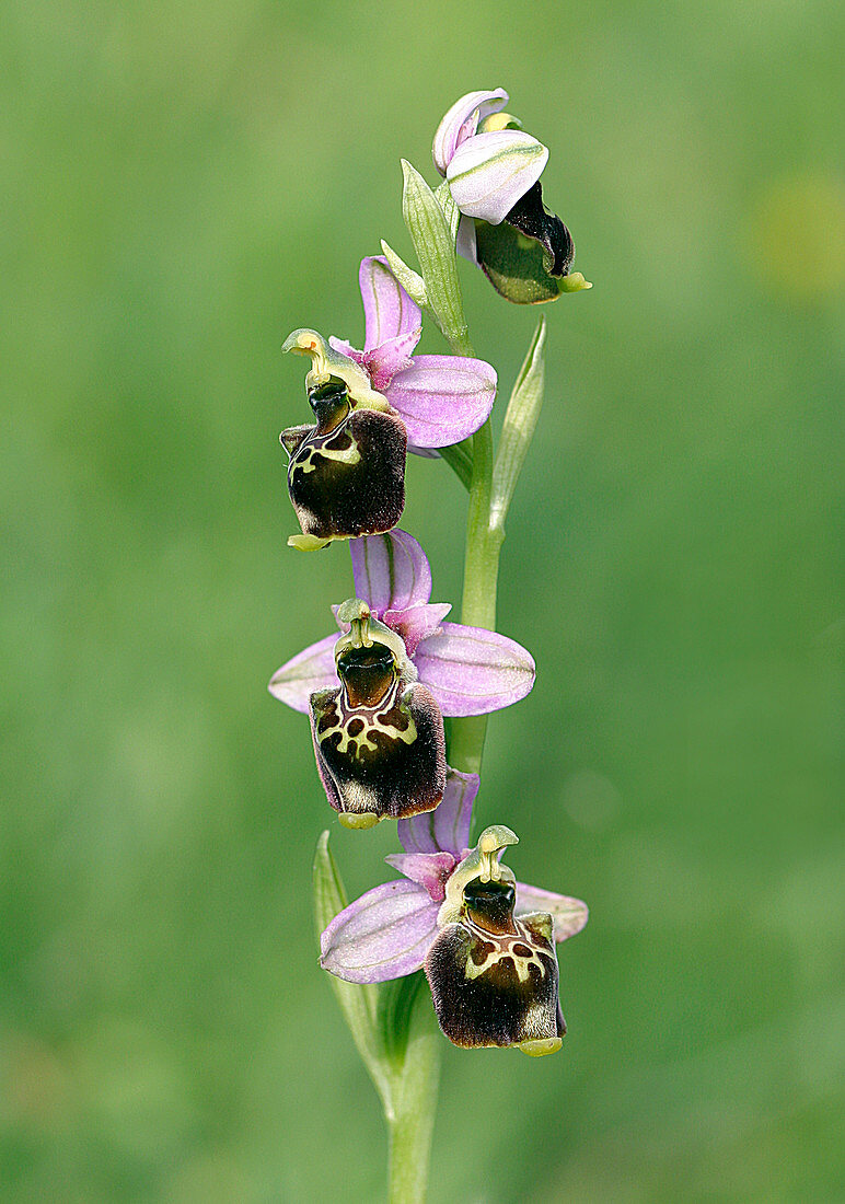 Late spider-orchid (Ophrys fuciflora)