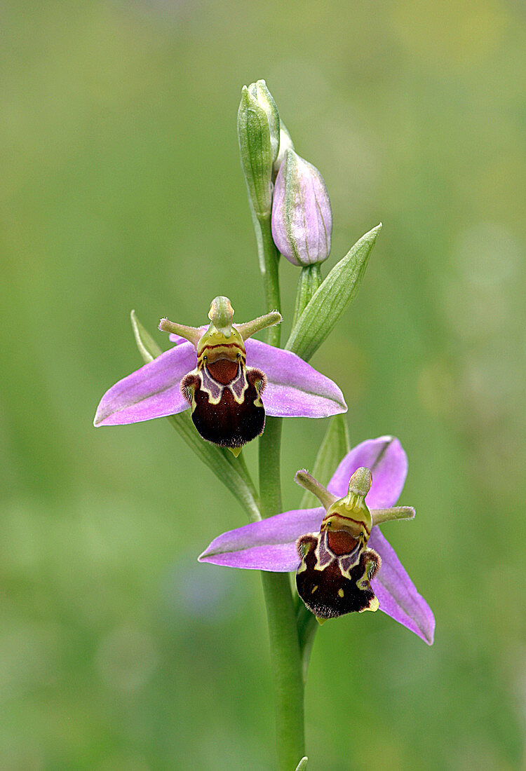 Bee orchids (Ophrys apifera)