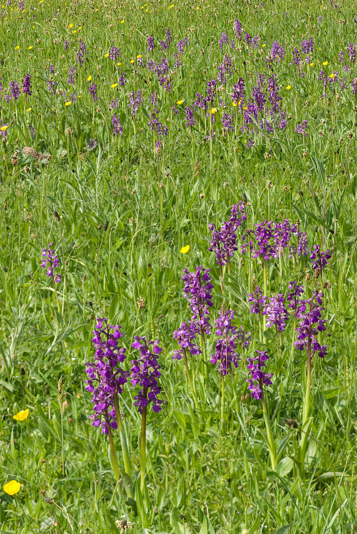 Green-winged orchids (Anacamptis morio)