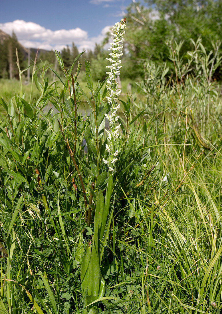 Platanthera leucostachys orchid