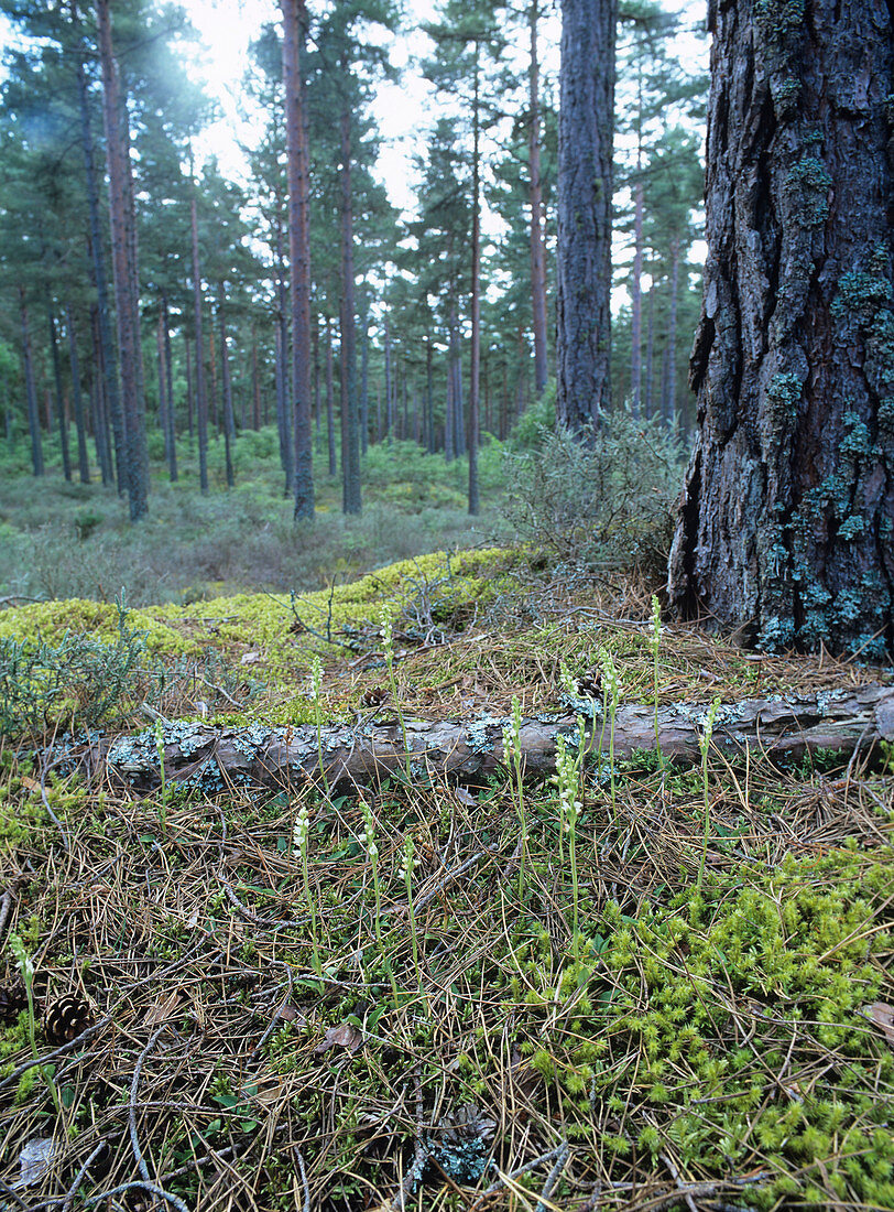 Orchid flowers in pine forest