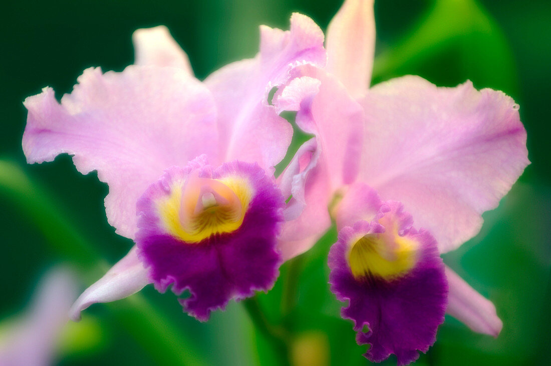 Corsage orchid (Cattleya hybrid)