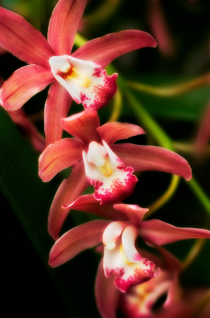 Orchids (Cymbidium hybrid)