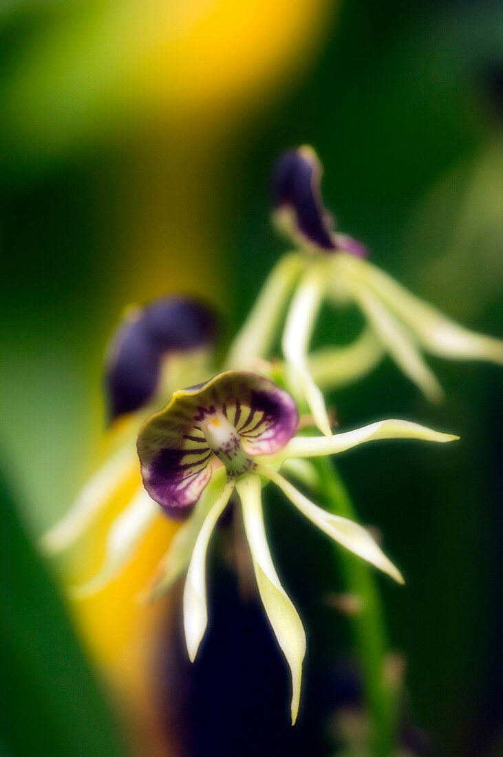 Encyclia cochleata 'Hanalei' orchid