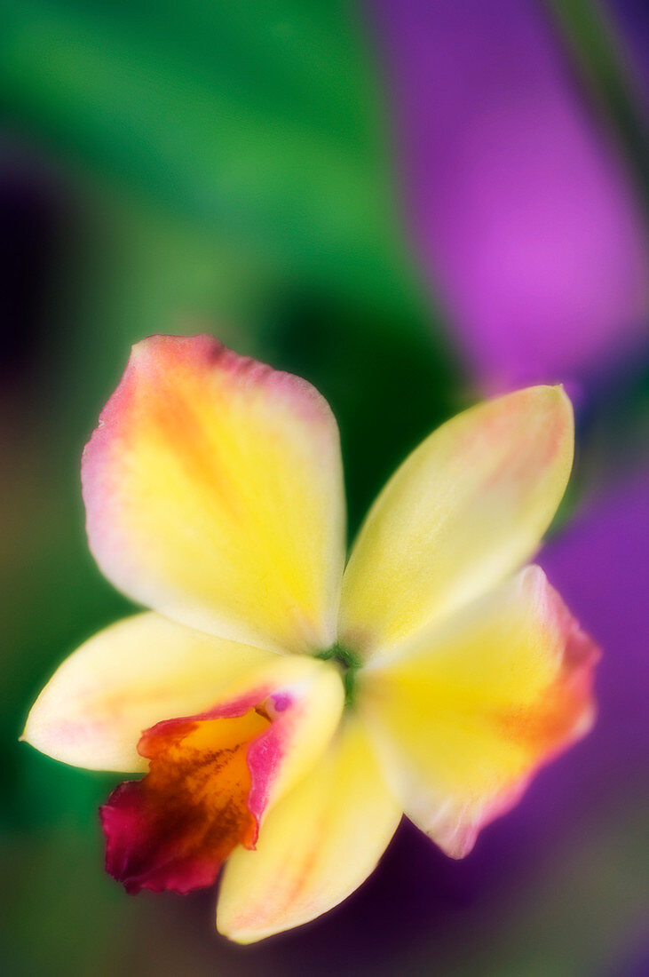 Orchid (Potinara 'Angel Sound')