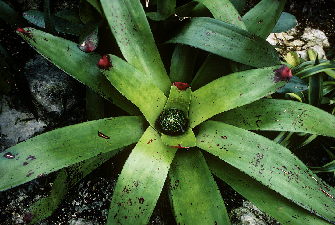 Bromeliad plant (Neoregelia cruenta)