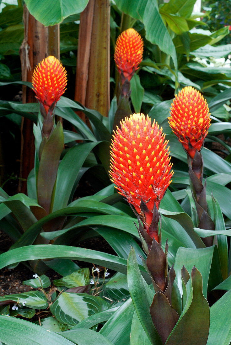 Guzmania conifera