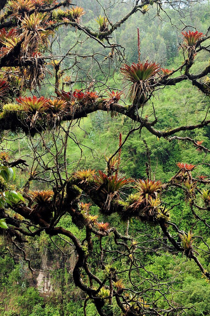 Bromeliads growing on a tree